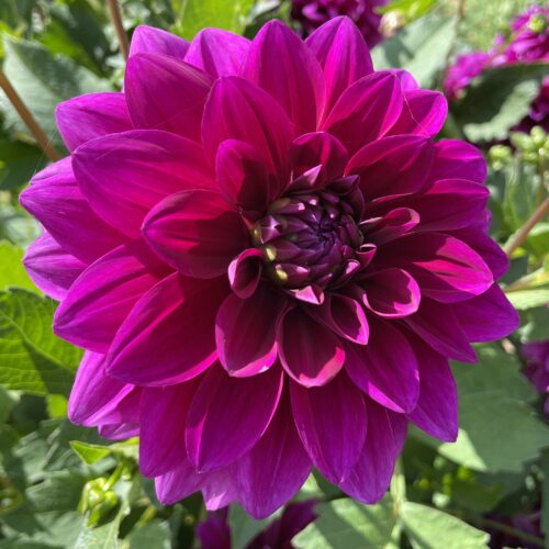 Dahlia Le Baron