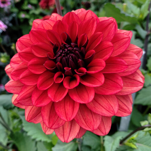 Dahlia Missis Miley
