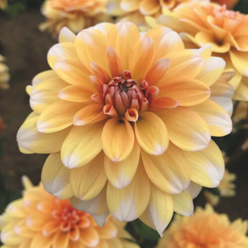 Dahlia Orange Perception