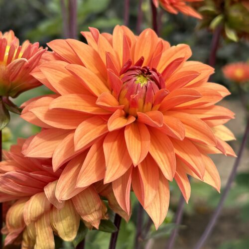 Dahlia Summer Flame