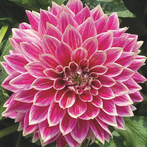 Dahlia Temple of Beauty