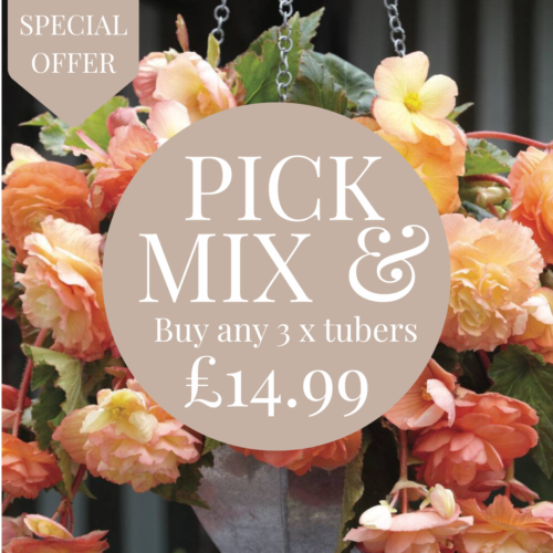 Begonia Buy any 3 x packs