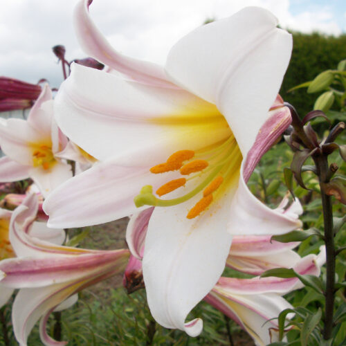Lily Regale