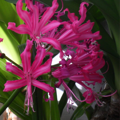 Nerine bowdenii Isabel