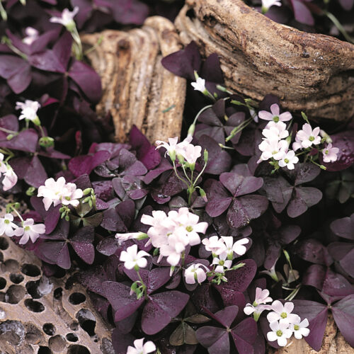 Oxalis Triangularis (the love plant)