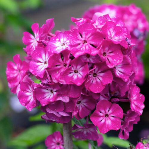 Phlox Bambini Primadonna