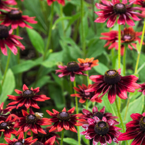 Rudbeckia