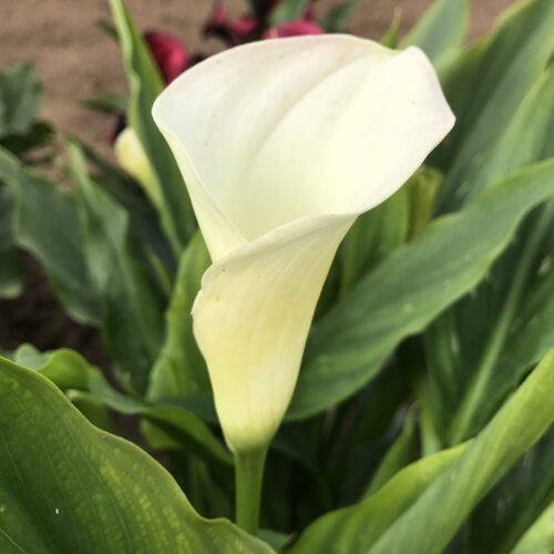 Zantedeschia Siberia