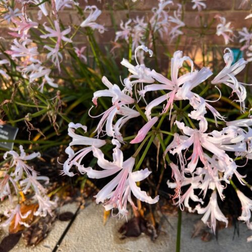 Nerine Bowdenii Vesta K