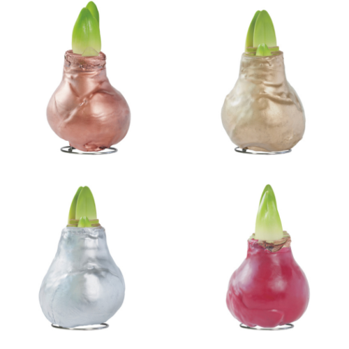 Amaryllis Waxed Bulbs