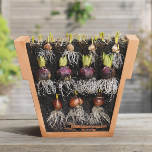 Layered Planting Offer