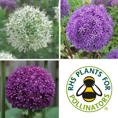Allium Giants Collection