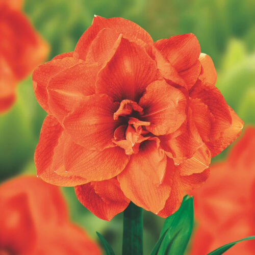 Amaryllis Benito