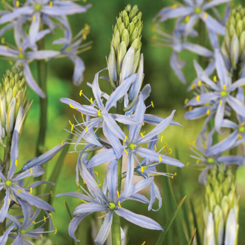 Camassia Cusickii