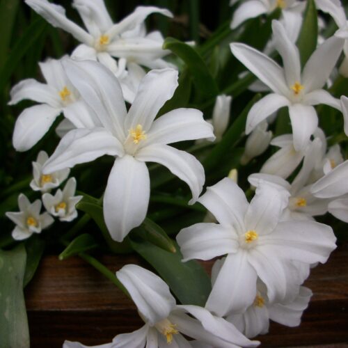Chionodoxa Luciliae Alba