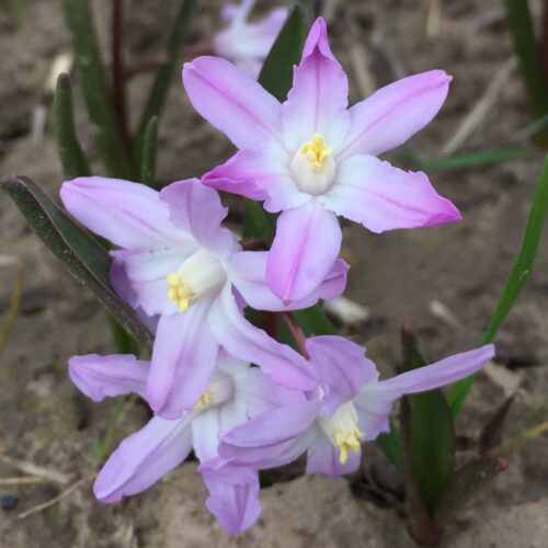 Chionodoxa Pink Giant
