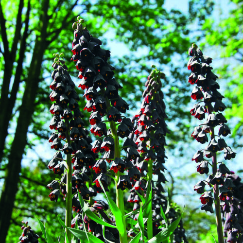 Fritillaria Persica