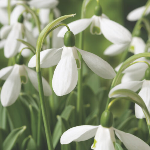 Galanthus Mount Everest