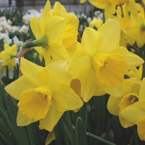 Daffodil Golden Jewel