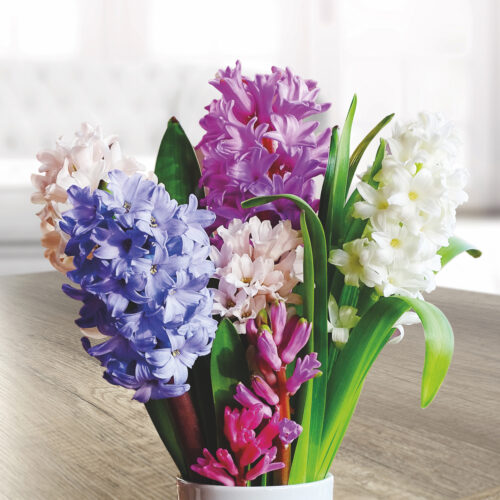 Hyacinth Indoor Mix