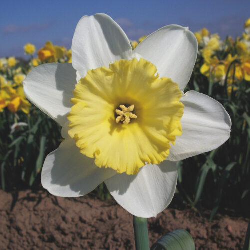 Daffodil Jubilation