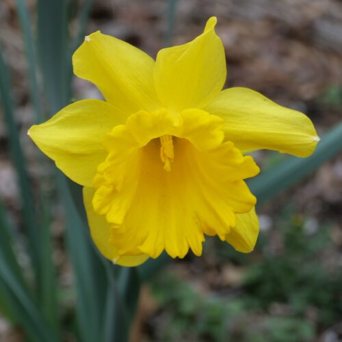 Daffodil King Alfred 20kg Sack