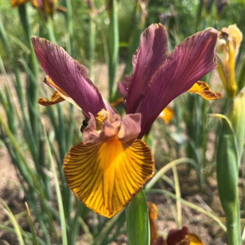 Iris Lion King