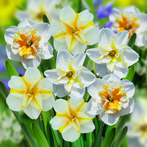 Daffodil Mixed Butterflies