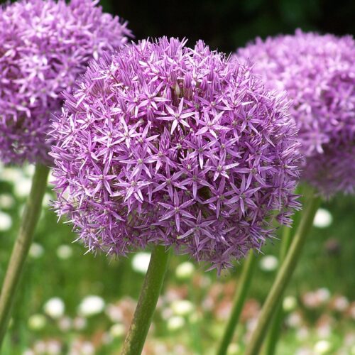 Allium Party Balloons