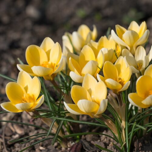 Crocus Species Romance