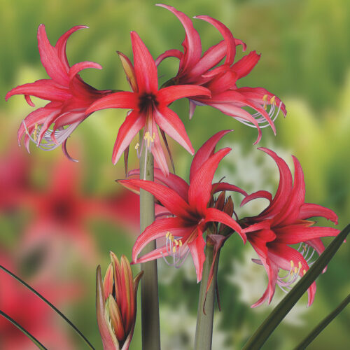 Amaryllis Rose Cybister