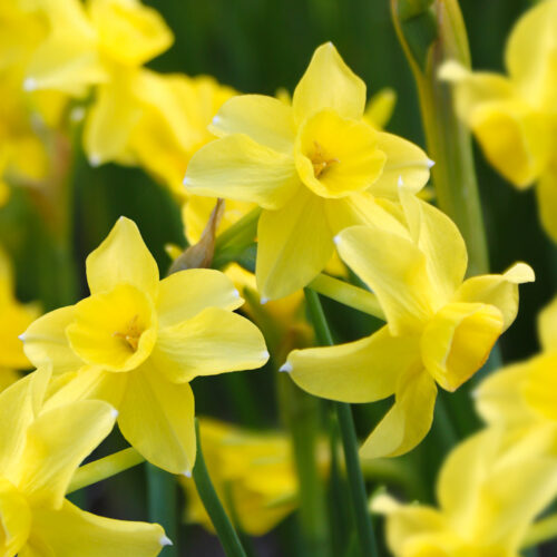 Daffodil Sabrosa