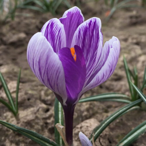 Crocus Large Flowering Striped Bird