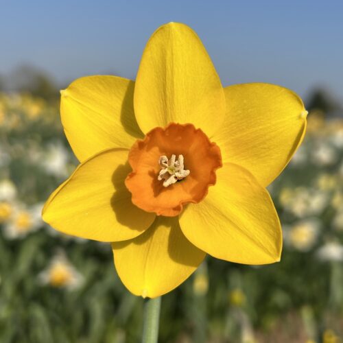 Daffodil Starship