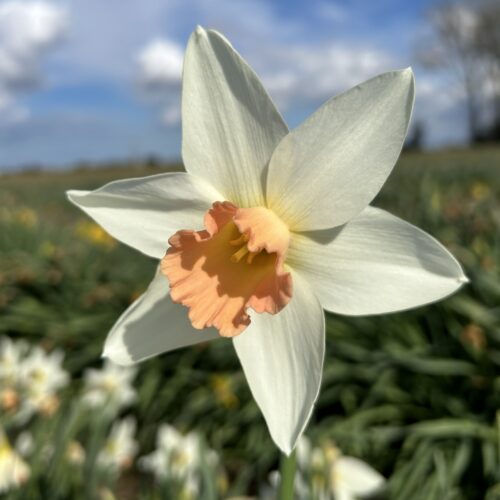 Daffodil Winchester