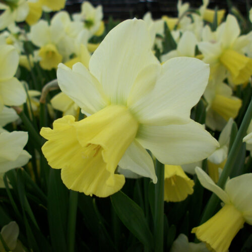 Daffodil Pastorale