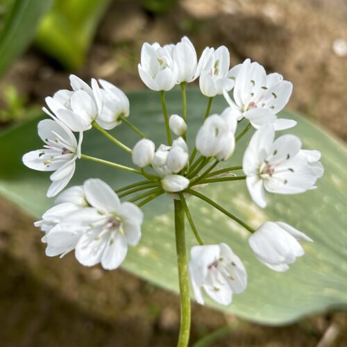 Allium neapolitanum