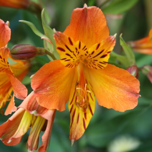 Alstroemeria Orange King