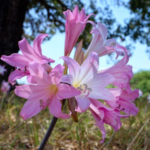 Amaryllis belladonna (jersey lily)