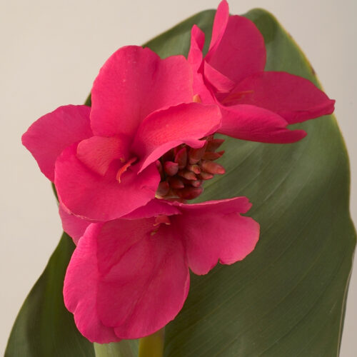 Canna Empire