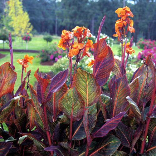 Canna Tropicanna var. Phasion