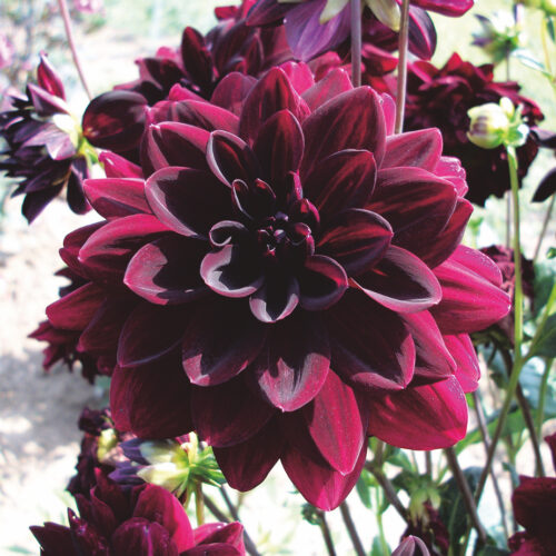 Dahlia Arabian Knight