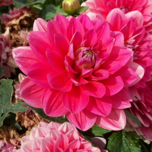 Dahlia Berliner Kleene