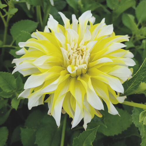 Dahlia Calgary Flames