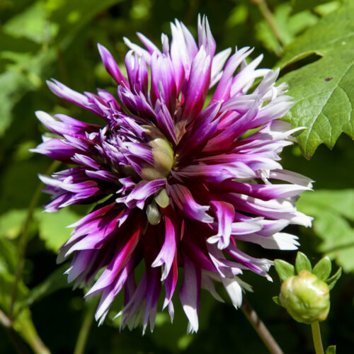 Dahlia Clair Obscur