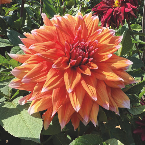 Dahlia Color Spectacle
