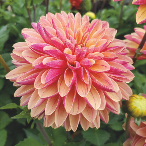 Dahlia Madame Antoinette