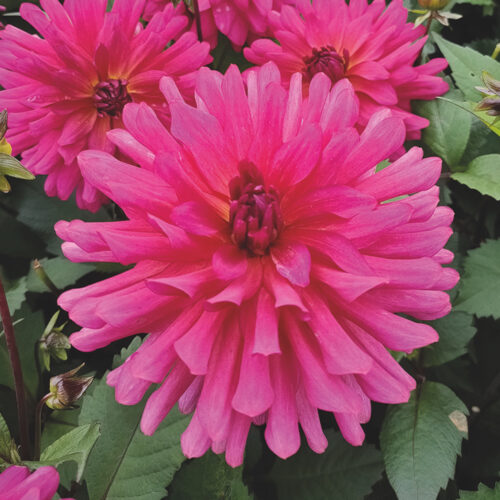 Dahlia Magenta Festival