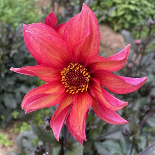 Dahlia Waltzing Mathilda