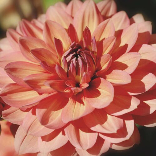 Dahlia Yvonne